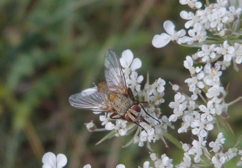 Solieria fenestrata