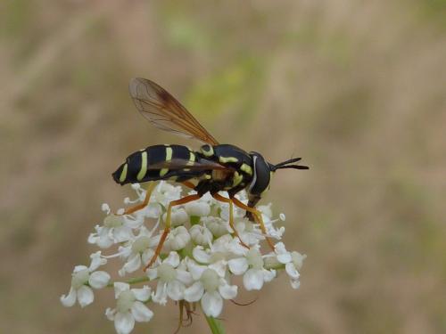 Réf. 266 365 : Chrysotoxum festivum