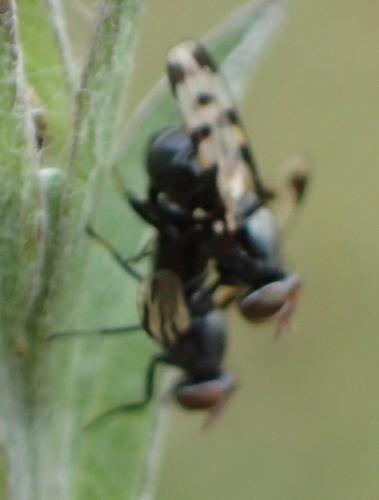 Herina sp.