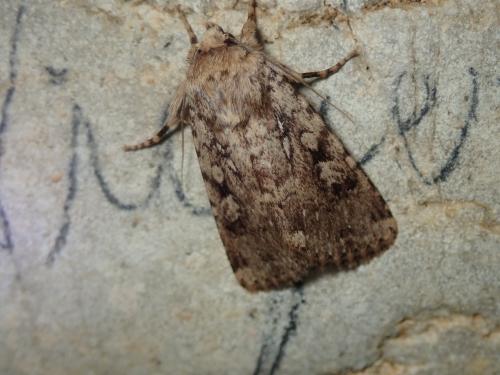 Amphipyra effusa