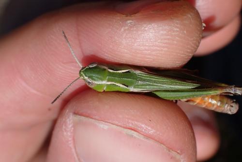 Réf. 266 391 : Stenobothrus lineatus lineatus