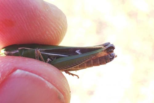 Réf. 266 392 : Stenobothrus lineatus lineatus