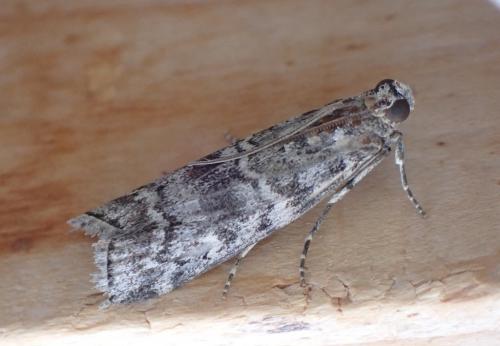 Dioryctria simplicella