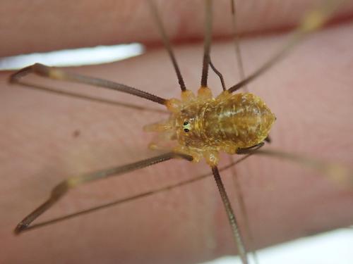 Opilio canestrinii