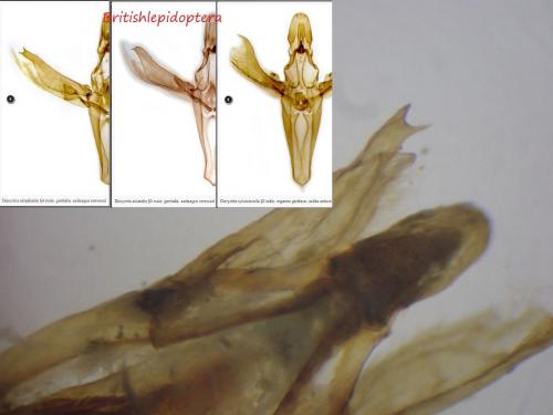 Dioryctria simplicella