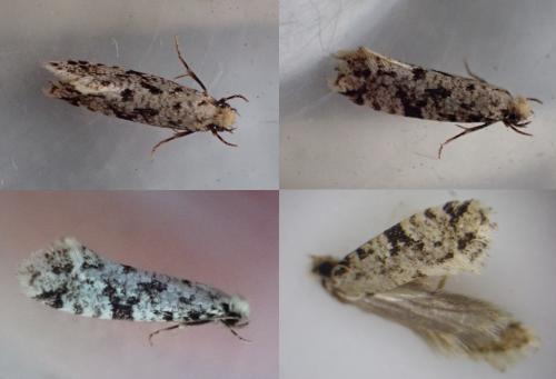 Réf. 266 444 : Nemapogon inconditella