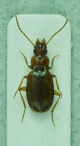 Trechus fulvus
