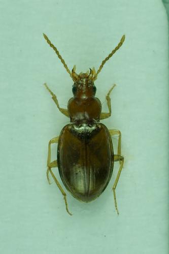 Porotachys bisulcatus