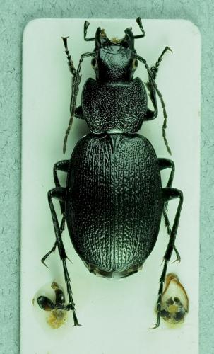 Licinus aequatus