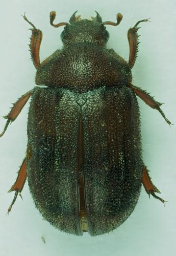 Aesalus scarabaeoides