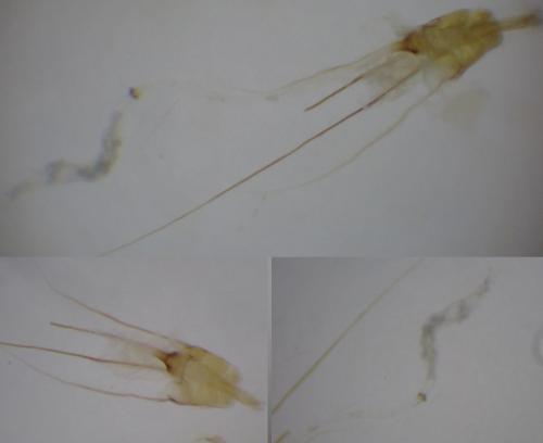 Nemapogon inconditella