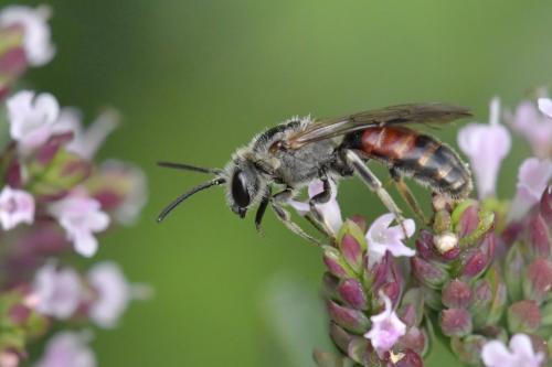 Réf. 266 318 : Lasioglossum calceatum