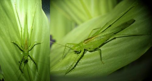 Réf. 266 688 : Phisis sp.