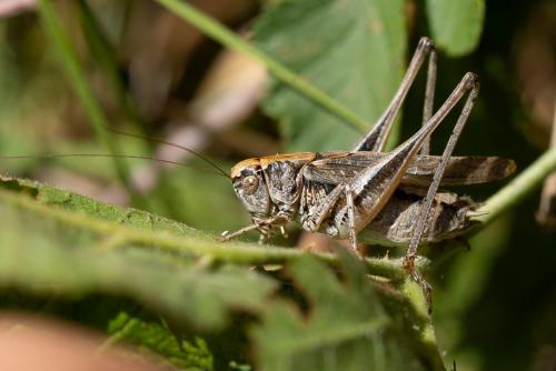 Réf. 266 358 : Platycleis albopunctata