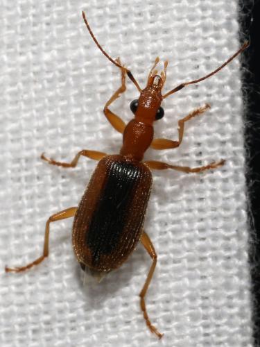 Réf. 266 714 : Drypta distincta