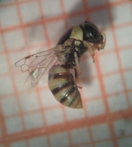 Réf. 266 778 : Quartinia sp.