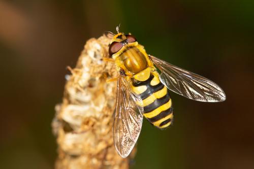 Réf. 266 053 : Syrphus ribesii