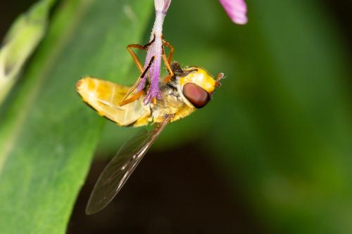 Syrphus ribesii