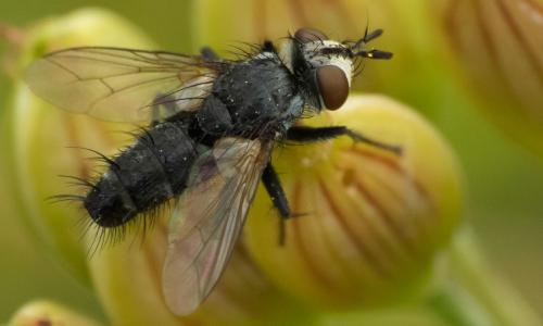Exorista sp.