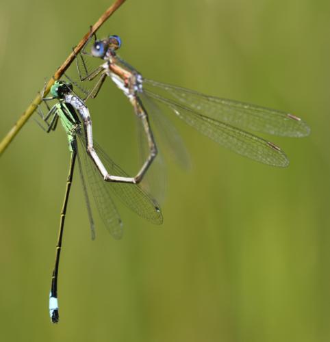 Lestes virens