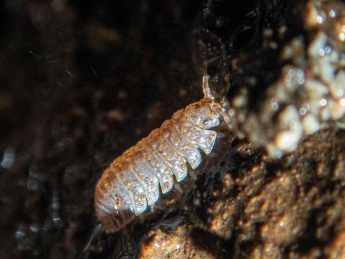 Réf. 266 008 : Armadilloniscus ellipticus