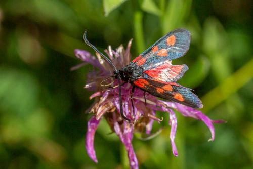 Réf. 266 447 : Zygaena sp.