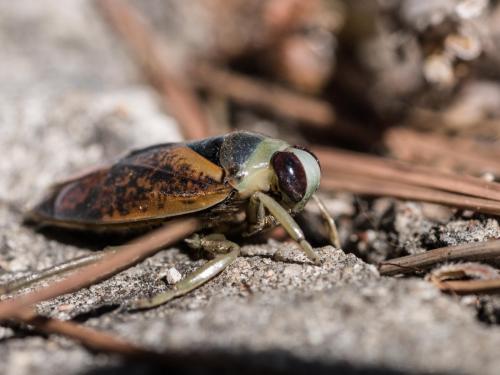 Notonecta maculata