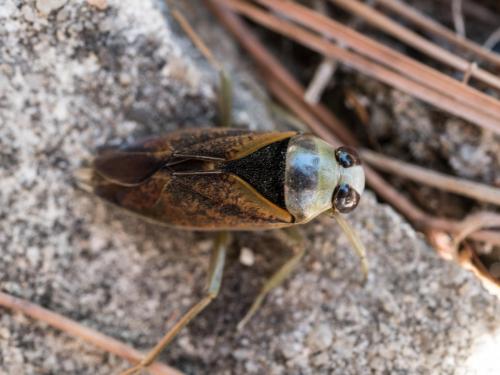 Notonecta maculata
