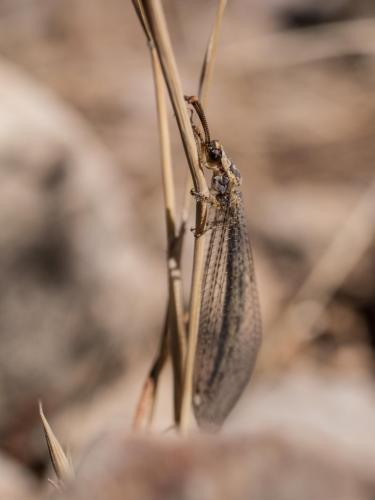 Réf. 266 327 : Macronemurus appendiculatus