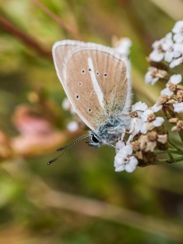 Polyommatus damon