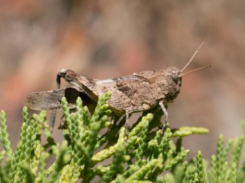 Oedipoda sp.