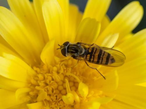 Episyrphus balteatus