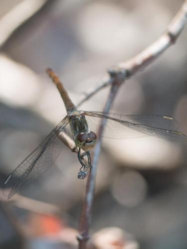 Réf. 266 985 : Sympetrum striolatum