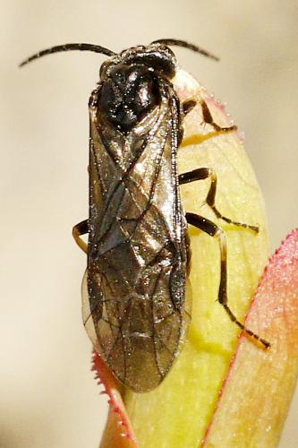 Réf. 266 273 : Ardis sulcata