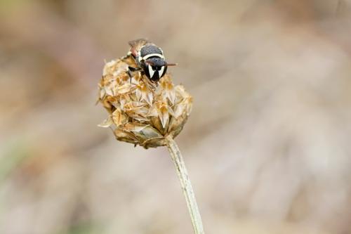 Réf. 266 799 : Hylaeus (meridionalis-variegatus)