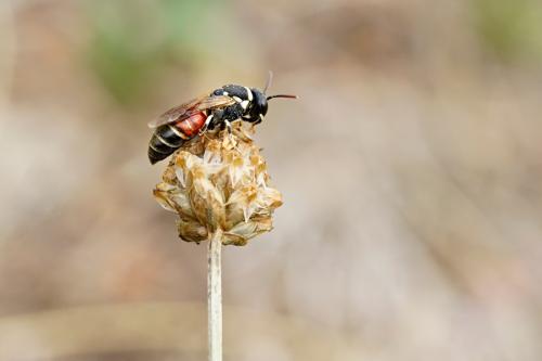 Réf. 266 798 : Hylaeus (meridionalis-variegatus)