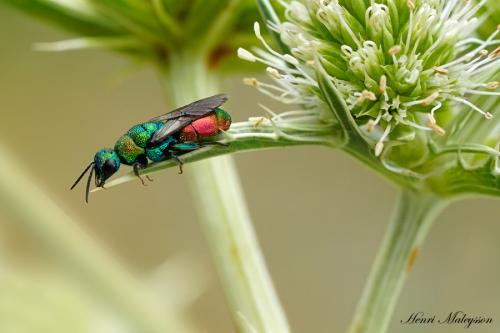 Hedychrum rutilans