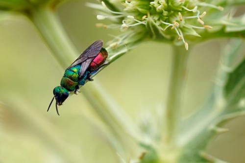Hedychrum rutilans