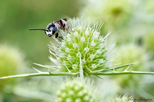 Sphecodes sp.