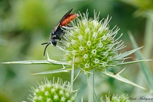 Sphecodes sp.