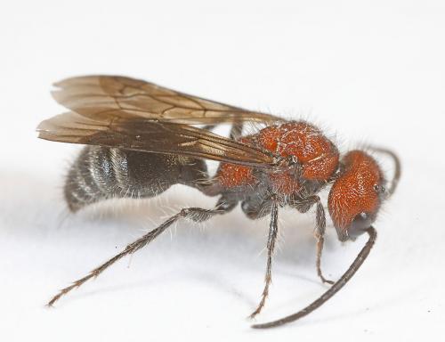 Myrmilla erythrocephala