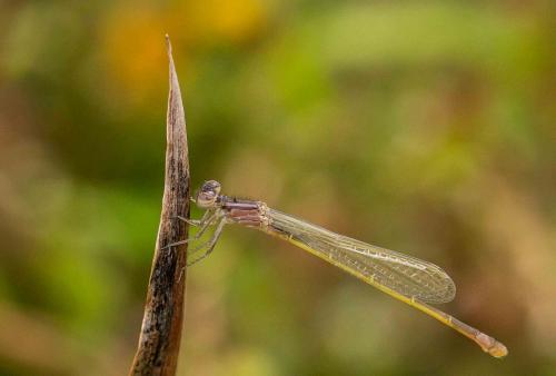 Ischnura elegans