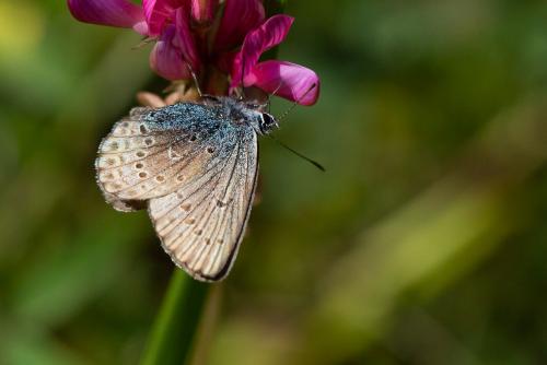 Réf. 266 449 : Plebejus sp.