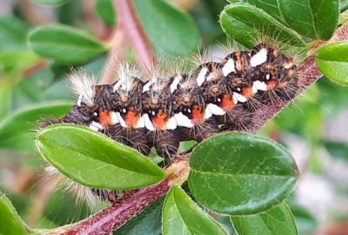 Acronicta rumicis