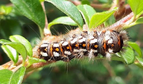 Acronicta rumicis