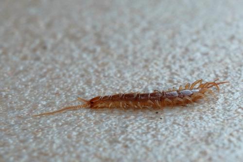 Lithobius sp.