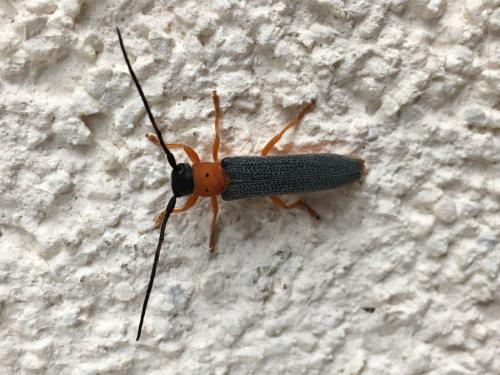 Réf. 266 816 : Oberea oculata