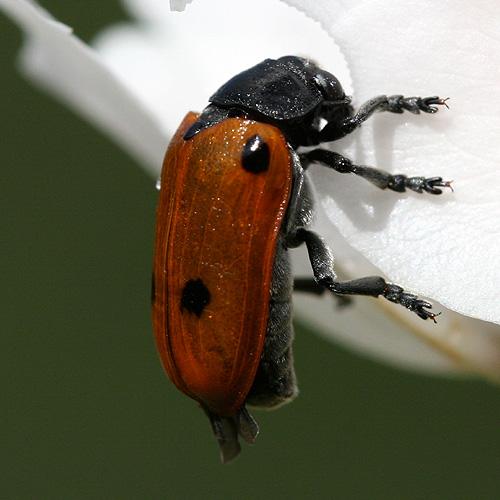Réf. 266 953 : Clytra quadripunctata