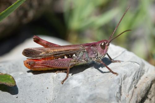 Réf. 266 498 : Chorthippus sp.