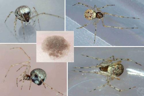 Theridion_sl sp.
